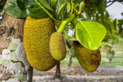 20221217-0751_IMG_0375