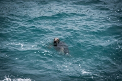 Mizen Head Robbe