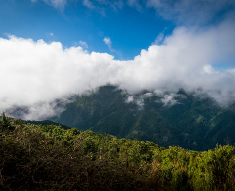 lorbeer – nicht nur eine kopfbedeckung